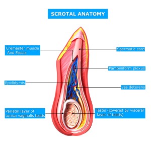 Anatomy of scrotal layer with names